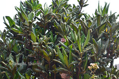 Ixora notoniana